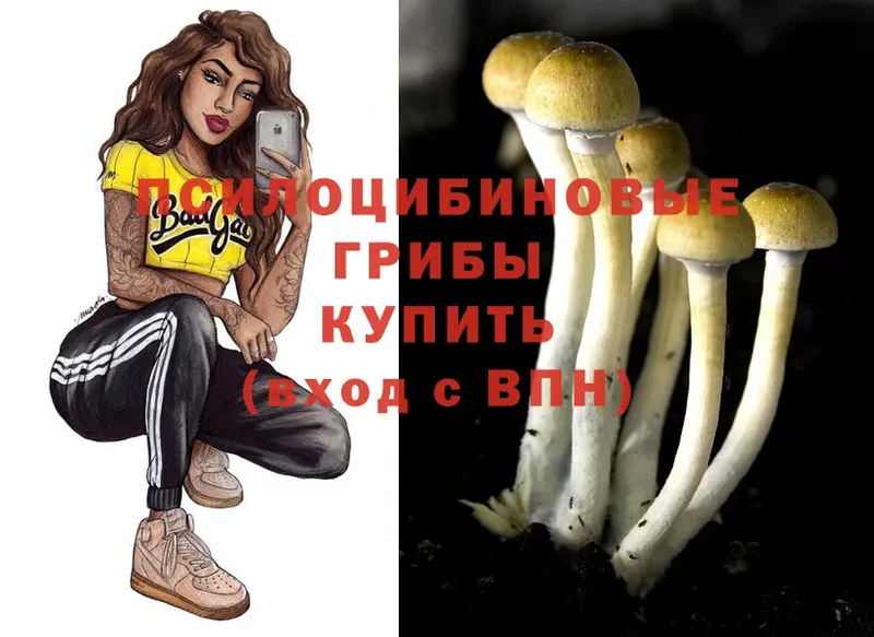 Галлюциногенные грибы Psilocybe  купить наркотики сайты  Мирный 